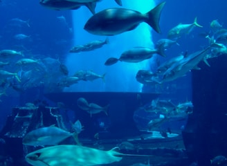 Underwater scene featuring a diverse collection of fish swimming among ruins. The environment is illuminated by a soft blue light, creating a serene and mysterious atmosphere.