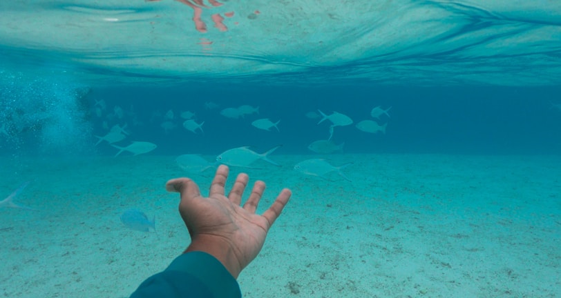 An underwater scene featuring a person's outstretched hand reaching towards a school of fish swimming by. The water is clear, revealing a sandy seabed, and the play of light creates shifting patterns on the water's surface.