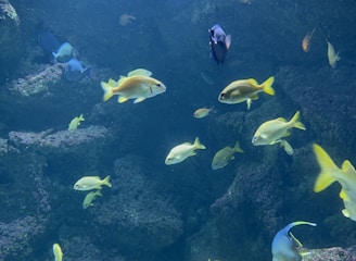 An underwater scene featuring numerous fish of different sizes and colors swimming around a rocky coral environment. Light from above filters through the water, illuminating the fish and coral with a soft, natural glow.