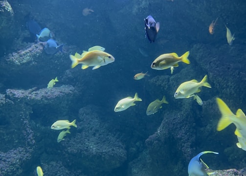 An underwater scene featuring numerous fish of different sizes and colors swimming around a rocky coral environment. Light from above filters through the water, illuminating the fish and coral with a soft, natural glow.