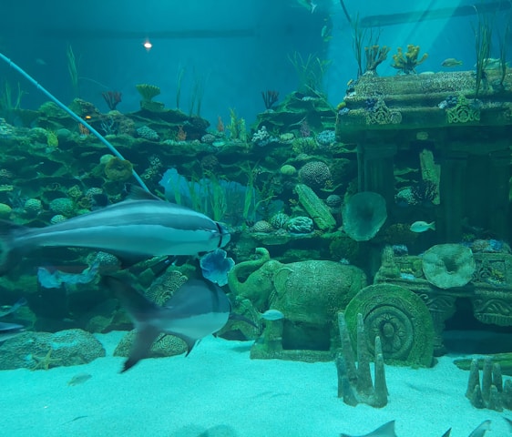 An underwater scene with various fish swimming in an aquarium environment. The setting includes detailed coral formations and underwater vegetation, along with the presence of large ornate statues resembling elephants and wheels, evoking an ancient, submerged architectural theme.