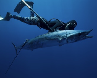 A diver in a wetsuit and fins is underwater, holding a large fish that appears to be a barracuda. The scene is set in deep blue ocean water, giving it a serene and adventurous atmosphere.