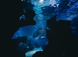 An underwater scene featuring several fish swimming among dark rock formations. The lighting is dim, with shades of blue and some reflections visible on the water's surface.