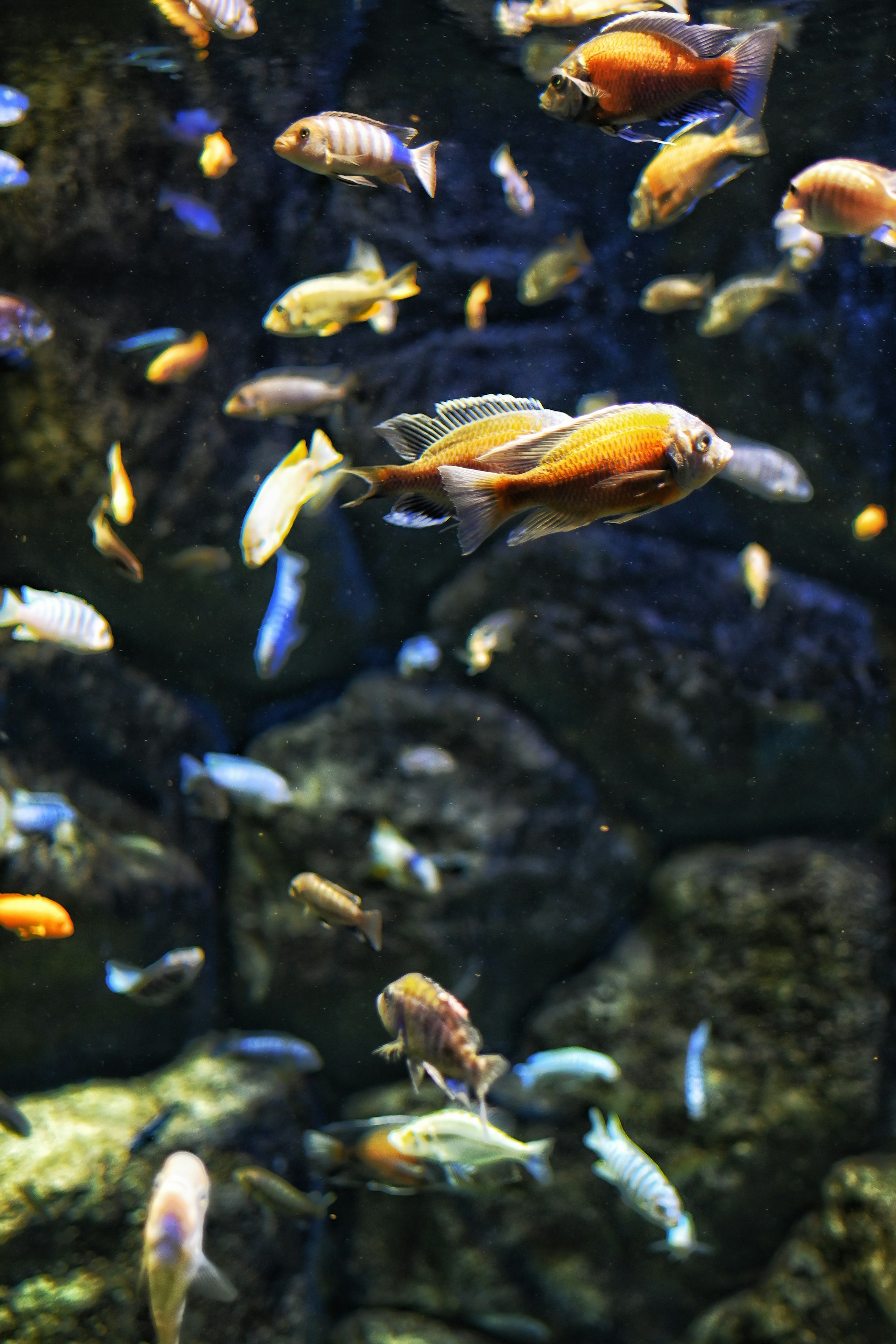 An underwater scene featuring a variety of colorful fish swimming among dark rocks. The fish display vibrant hues of orange, blue, yellow, and brown, with delicate fins and scales reflecting light.