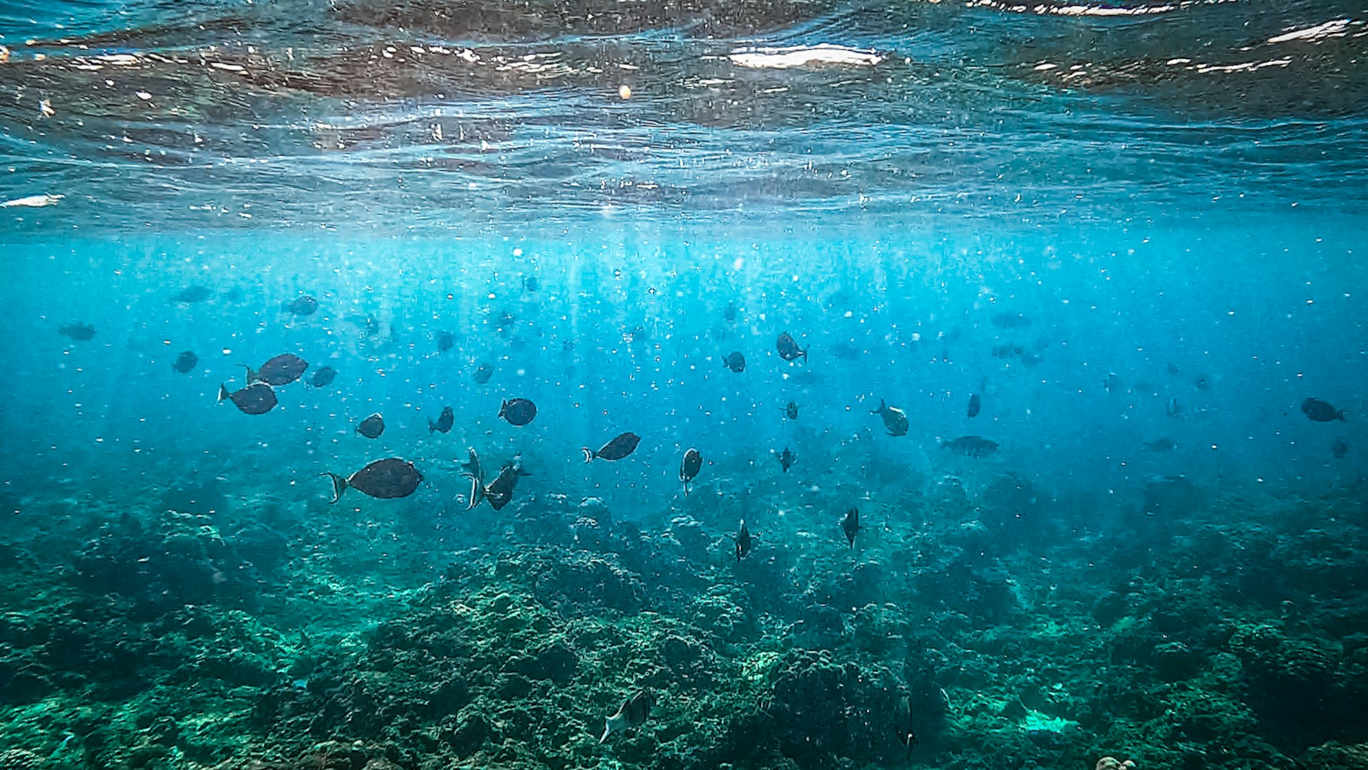 An underwater scene features a variety of fish swimming above a coral-covered sea floor. Sunlight penetrates the water, creating a dappled effect and illuminating the turquoise and deep blue hues of the ocean.