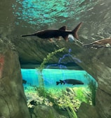 An underwater scene featuring several fish swimming in an aquarium environment. The largest fish appears to be a paddlefish, gliding near the water's surface. The aquarium backdrop includes rocks, aquatic plants, and pebbles, suggesting a natural setting. Light from above casts reflections on the water, creating a dynamic visual effect.