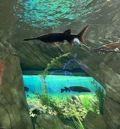 An underwater scene featuring several fish swimming in an aquarium environment. The largest fish appears to be a paddlefish, gliding near the water's surface. The aquarium backdrop includes rocks, aquatic plants, and pebbles, suggesting a natural setting. Light from above casts reflections on the water, creating a dynamic visual effect.